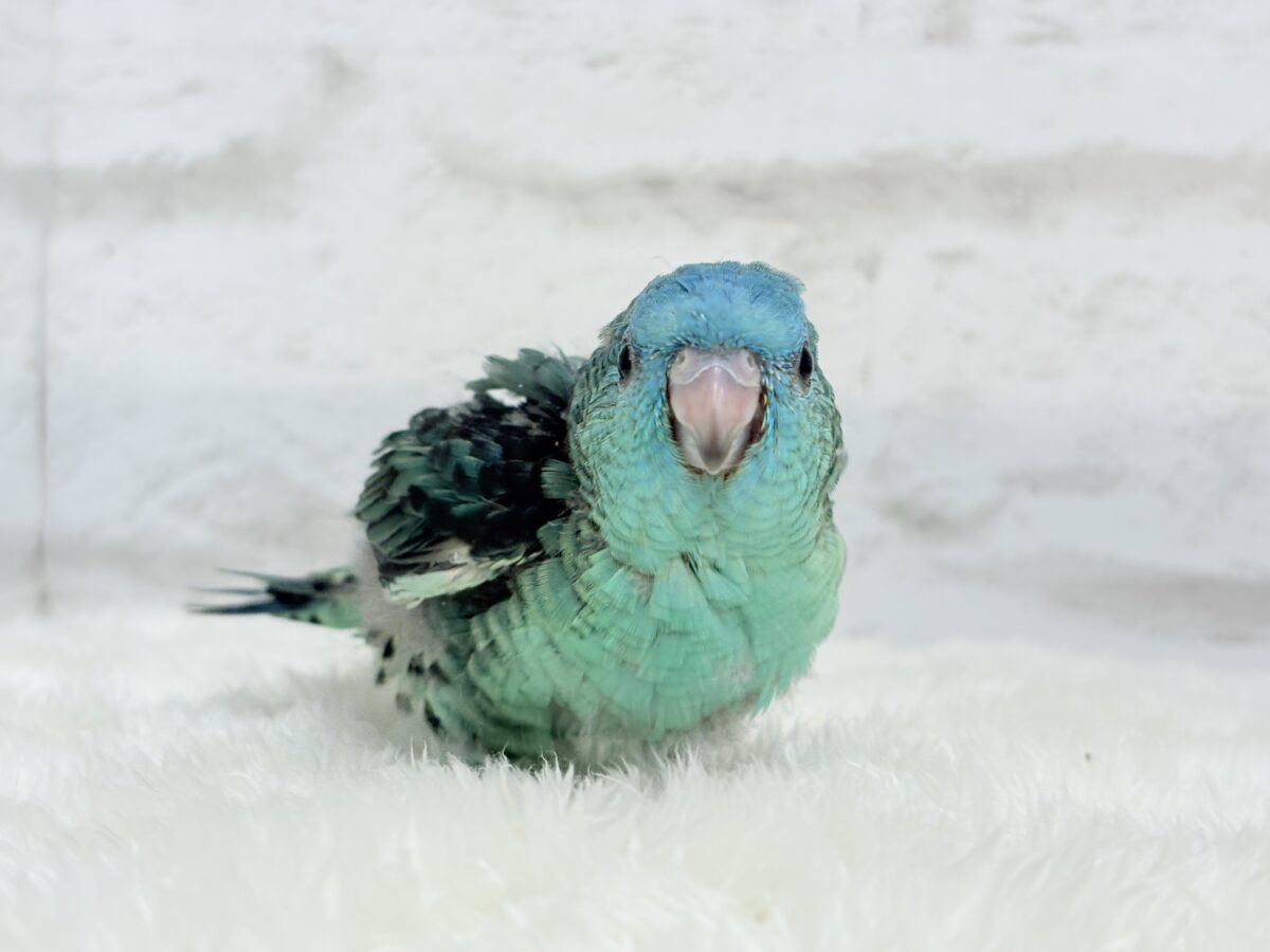 サザナミインコ