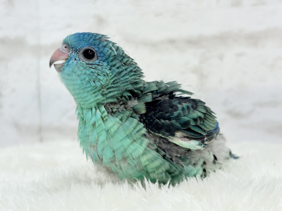 サザナミインコ
