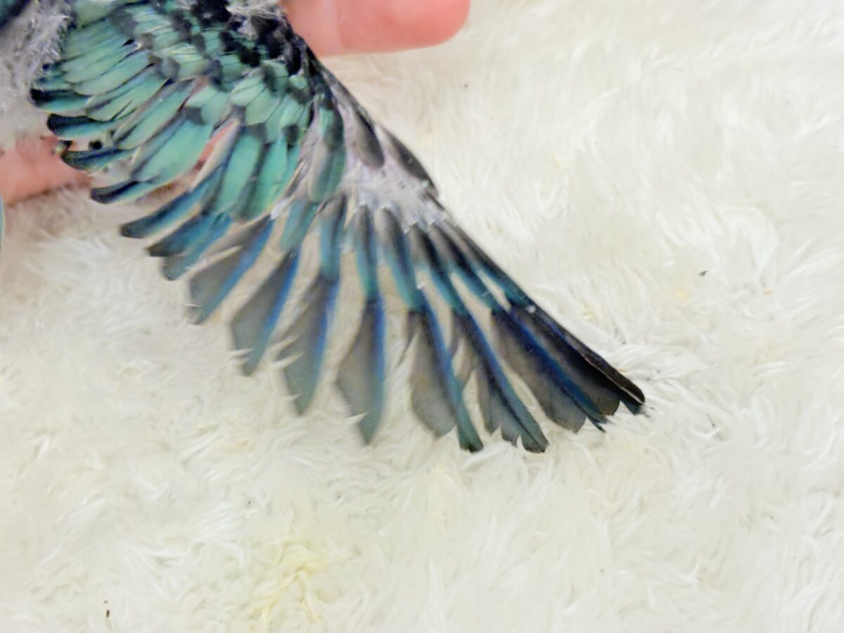 【最新画像更新🪄】可愛いお顔のヒナちゃん通ります🐣💎💖サザナミインコ(ターコイズ) ヒナ サザナミインコ
