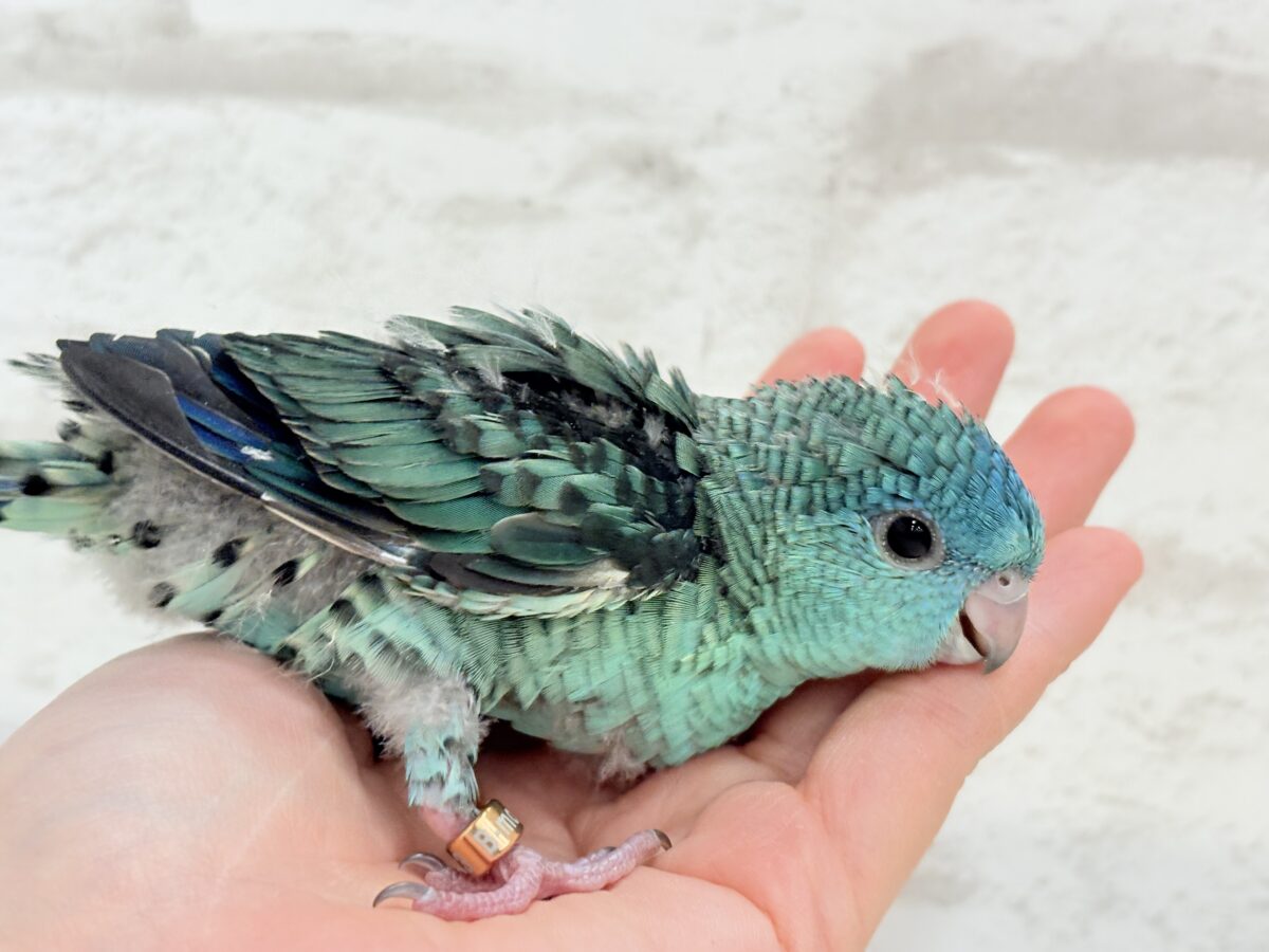 【最新画像更新🪄】可愛いお顔のヒナちゃん通ります🐣💎💖サザナミインコ(ターコイズ) ヒナ サザナミインコ