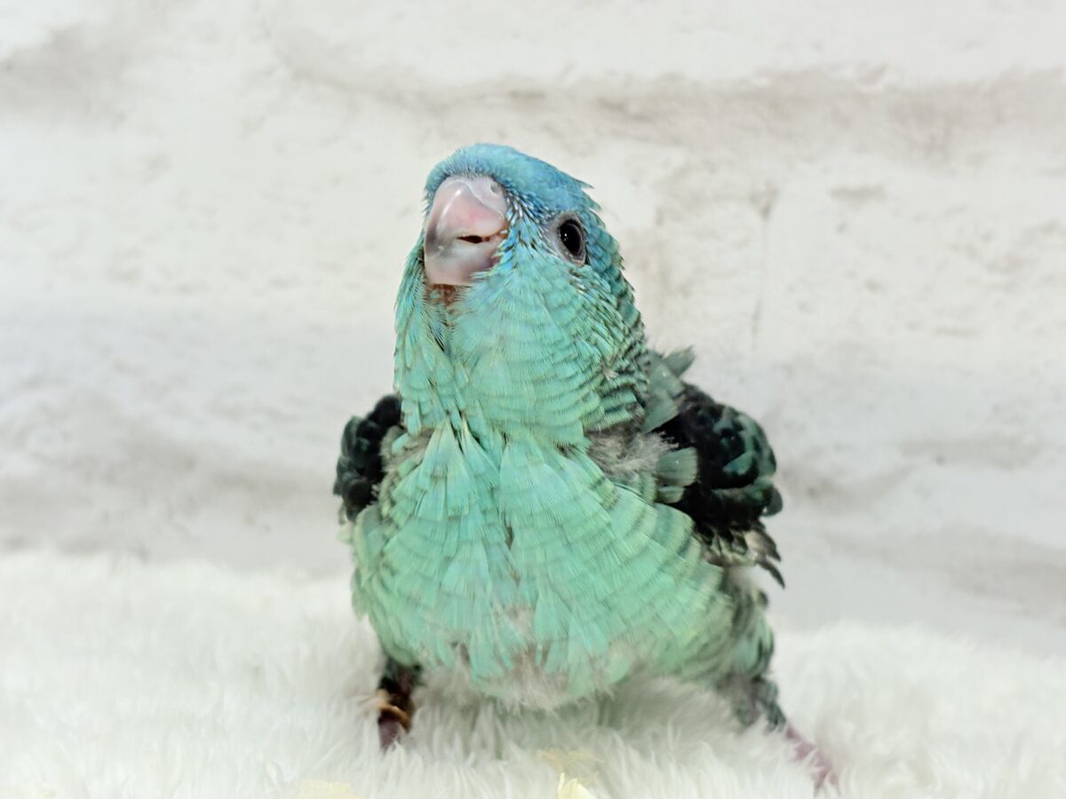【最新画像更新🪄】可愛いお顔のヒナちゃん通ります🐣💎💖サザナミインコ(ターコイズ) ヒナ サザナミインコ