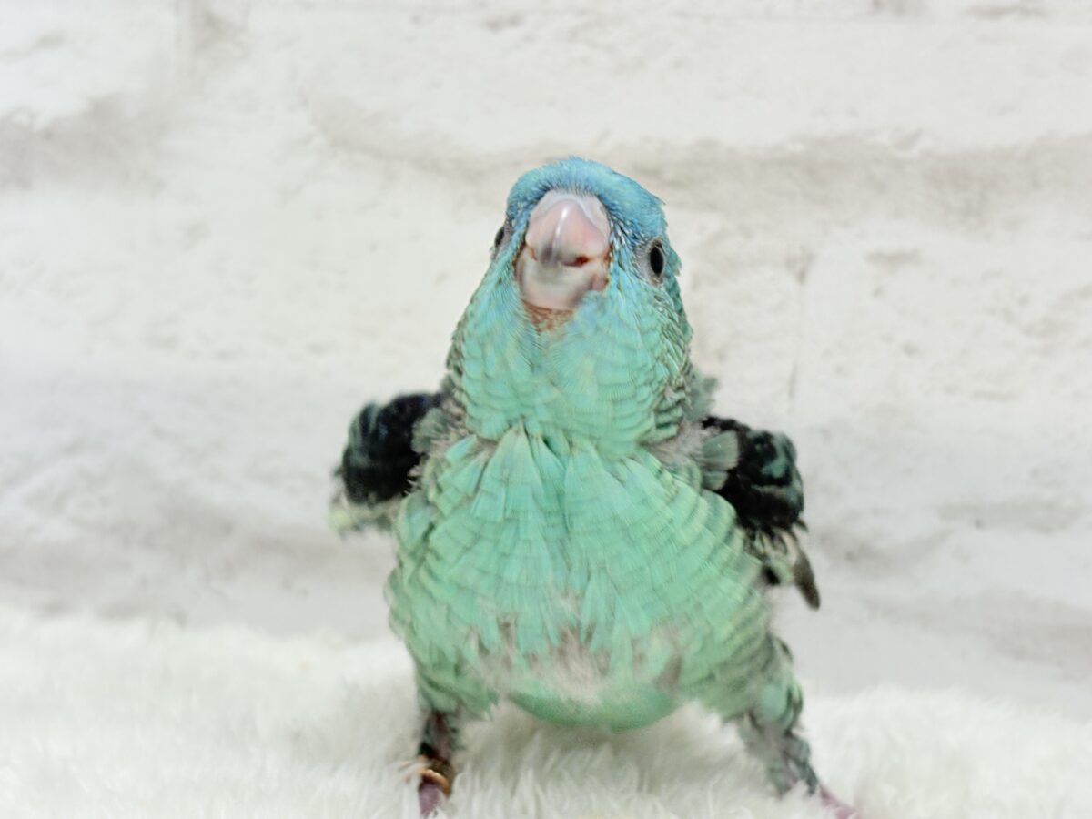 サザナミインコ