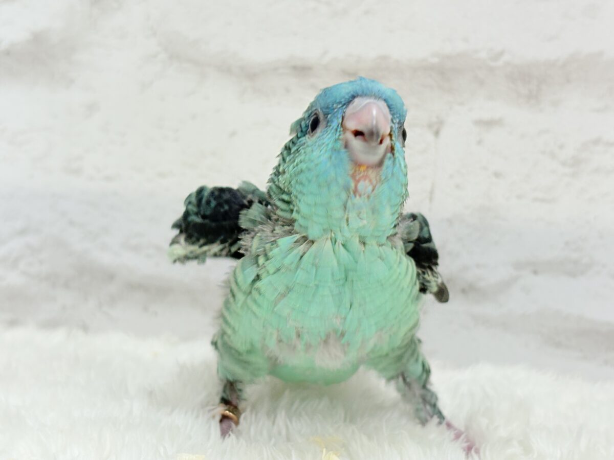 【最新画像更新🪄】可愛いお顔のヒナちゃん通ります🐣💎💖サザナミインコ(ターコイズ) ヒナ サザナミインコ