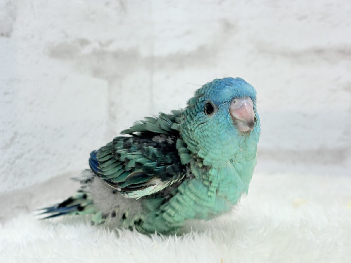 サザナミインコ