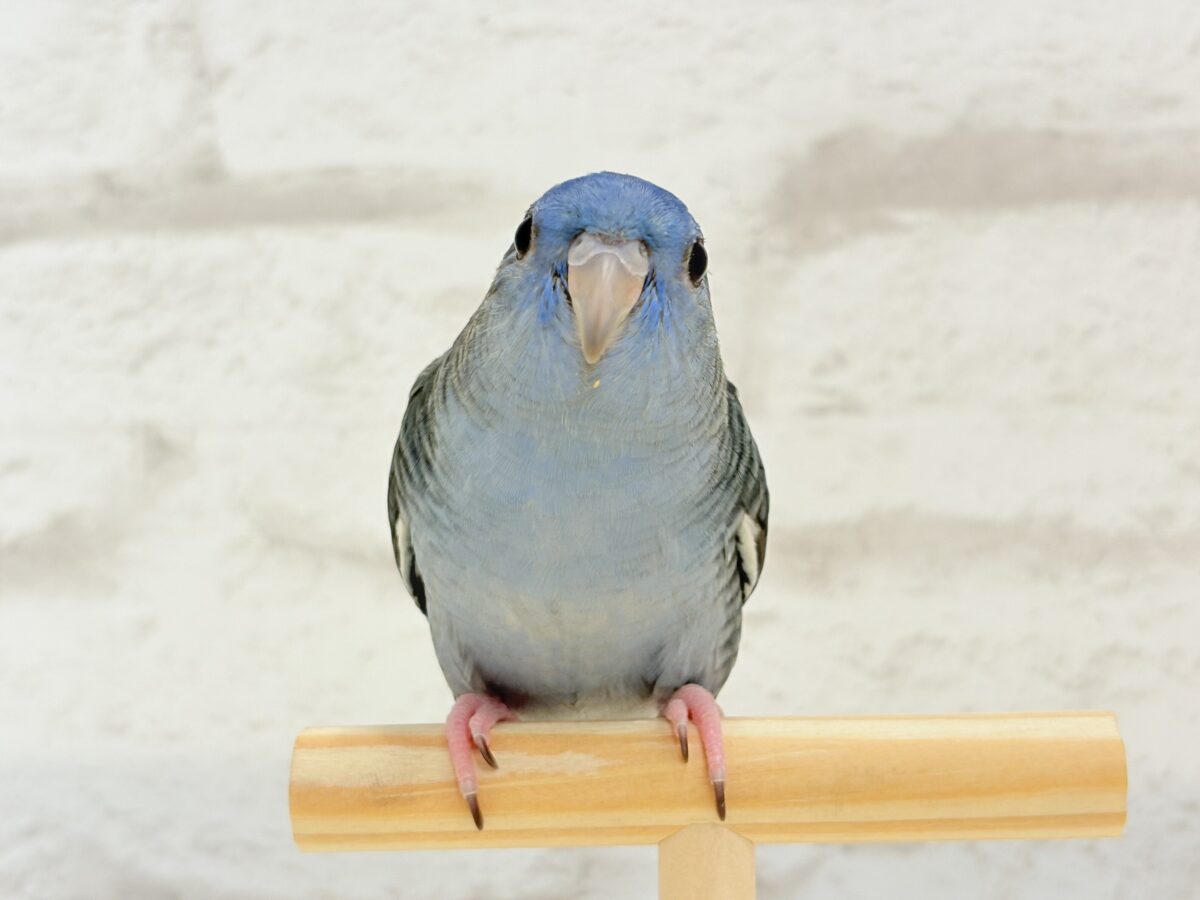 サザナミインコ