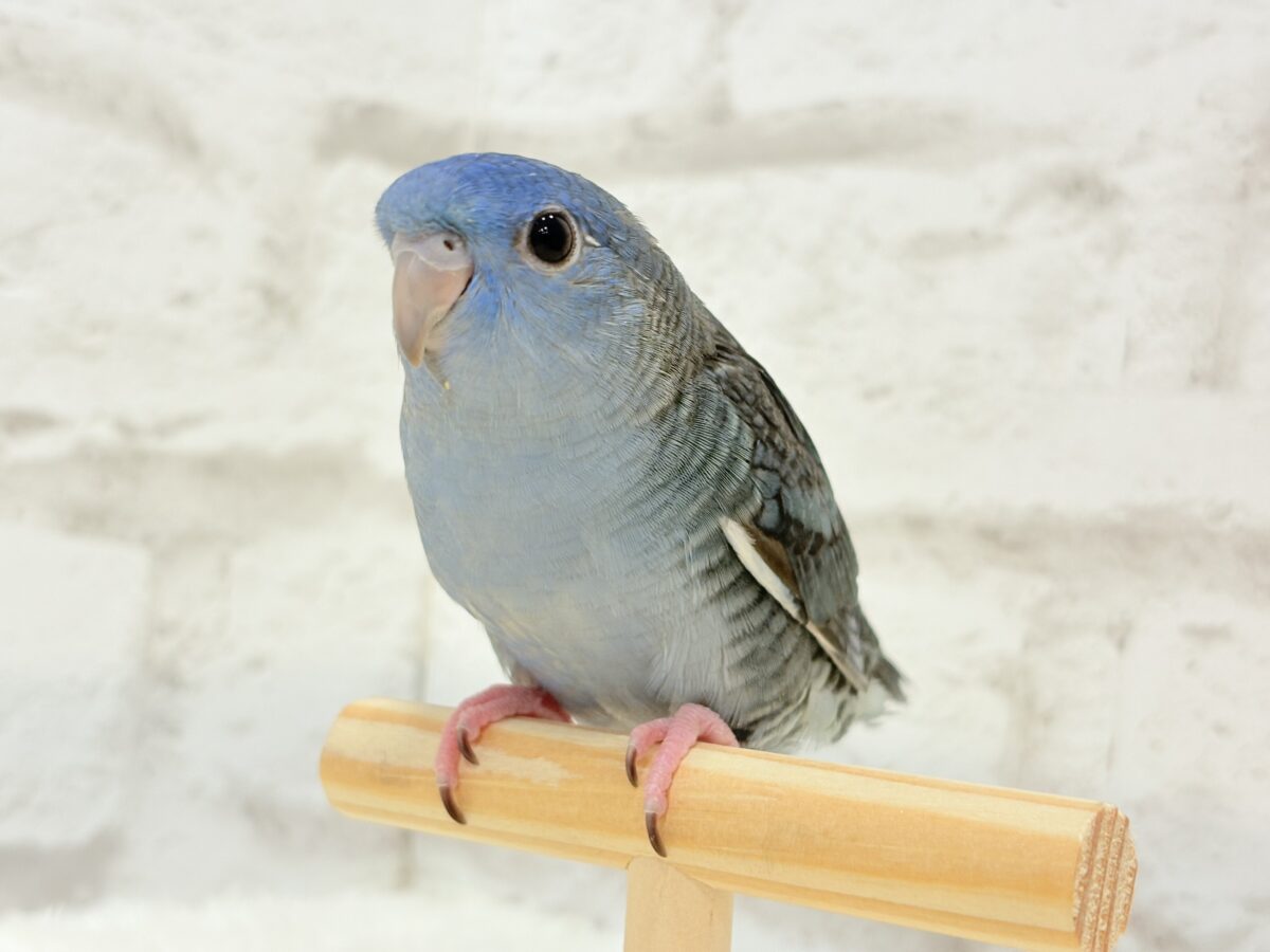 【最新画像更新🪄もうすぐひとり餌☆】ほわわわ☁️わた毛博士ちゃん🐣💙サザナミインコ(コバルト) ヒナ サザナミインコ
