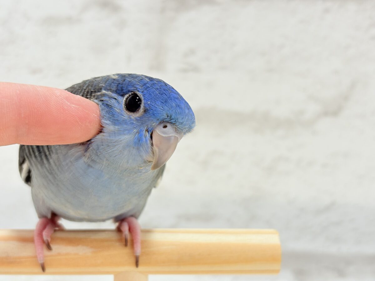 サザナミインコ