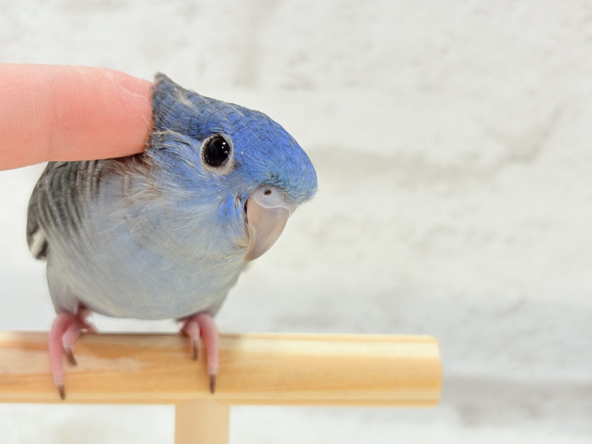 【最新画像更新🪄もうすぐひとり餌☆】ほわわわ☁️わた毛博士ちゃん🐣💙サザナミインコ(コバルト) ヒナ サザナミインコ