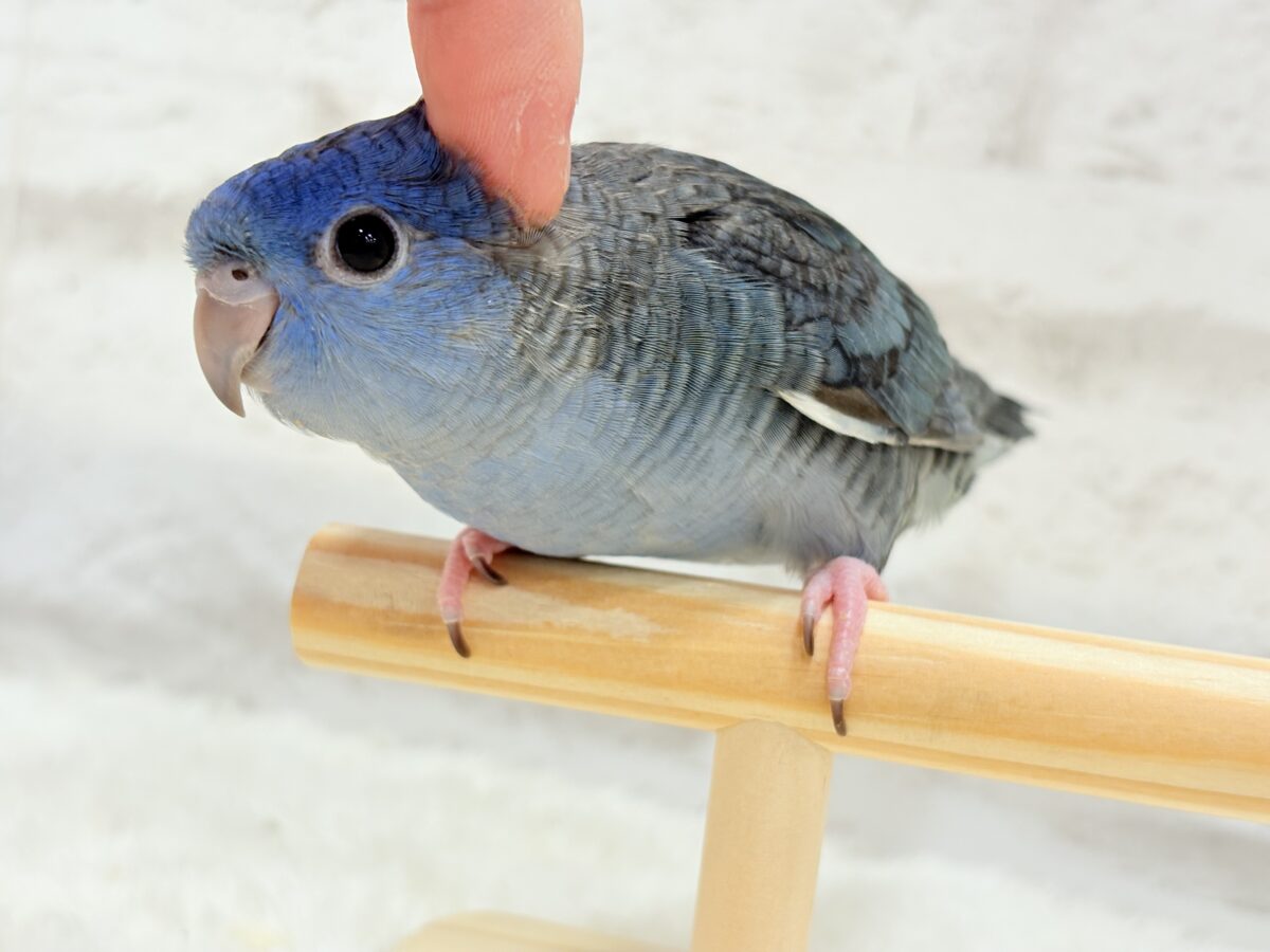 【最新画像更新🪄もうすぐひとり餌☆】ほわわわ☁️わた毛博士ちゃん🐣💙サザナミインコ(コバルト) ヒナ サザナミインコ