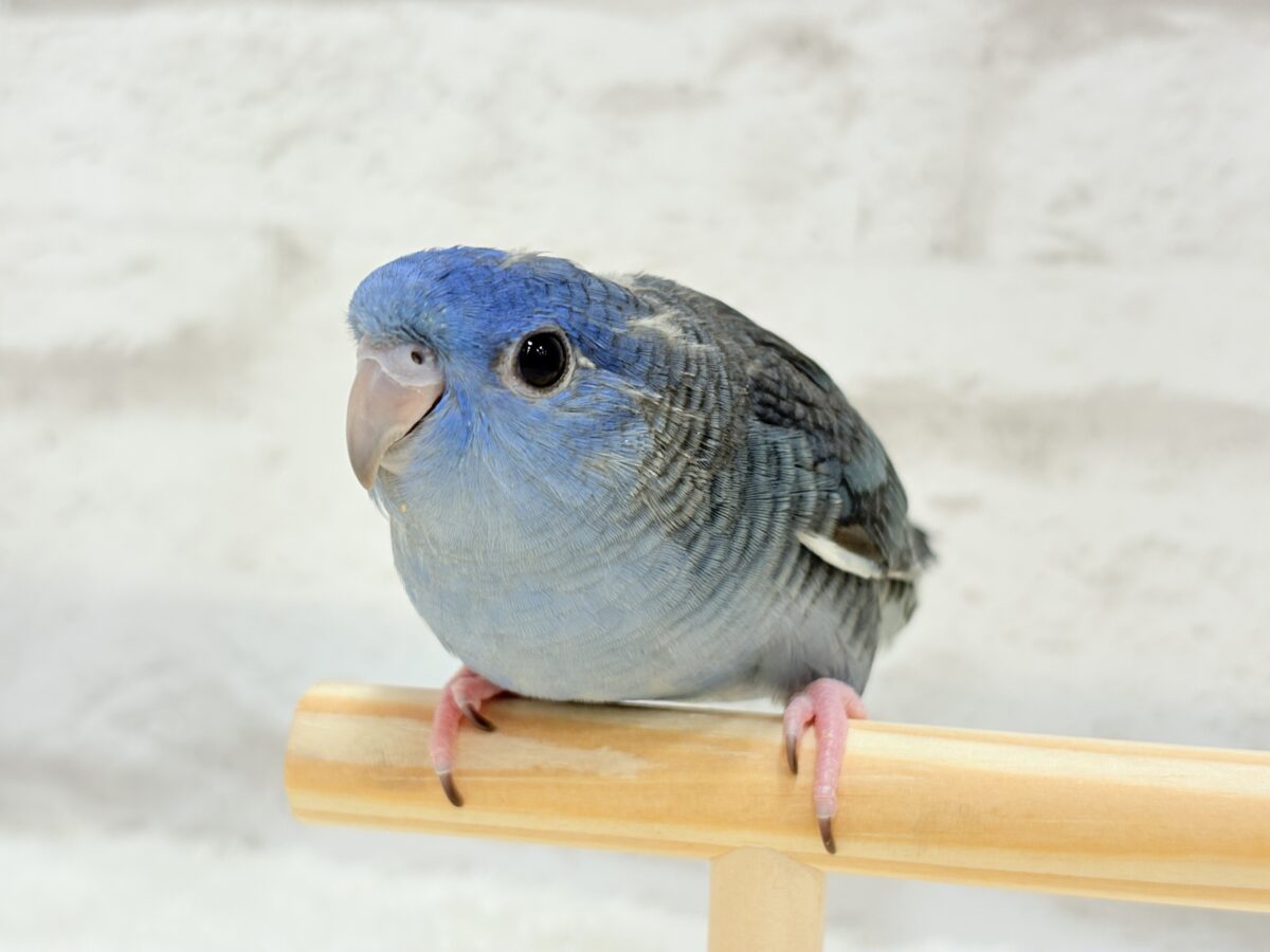【最新画像更新🪄もうすぐひとり餌☆】ほわわわ☁️わた毛博士ちゃん🐣💙サザナミインコ(コバルト) ヒナ サザナミインコ