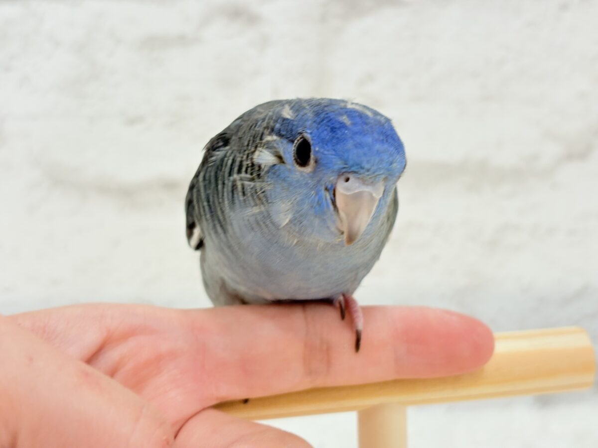 サザナミインコ