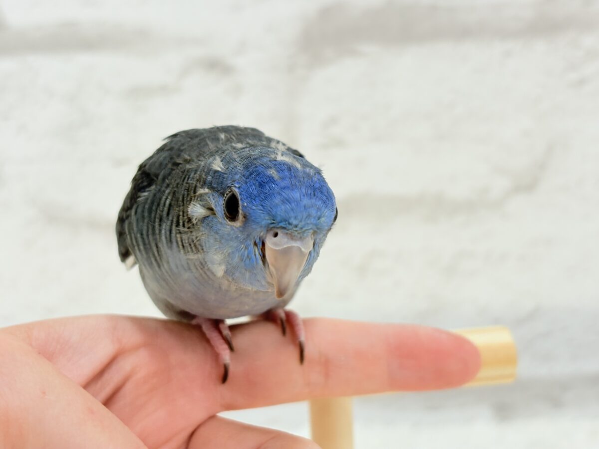 サザナミインコ
