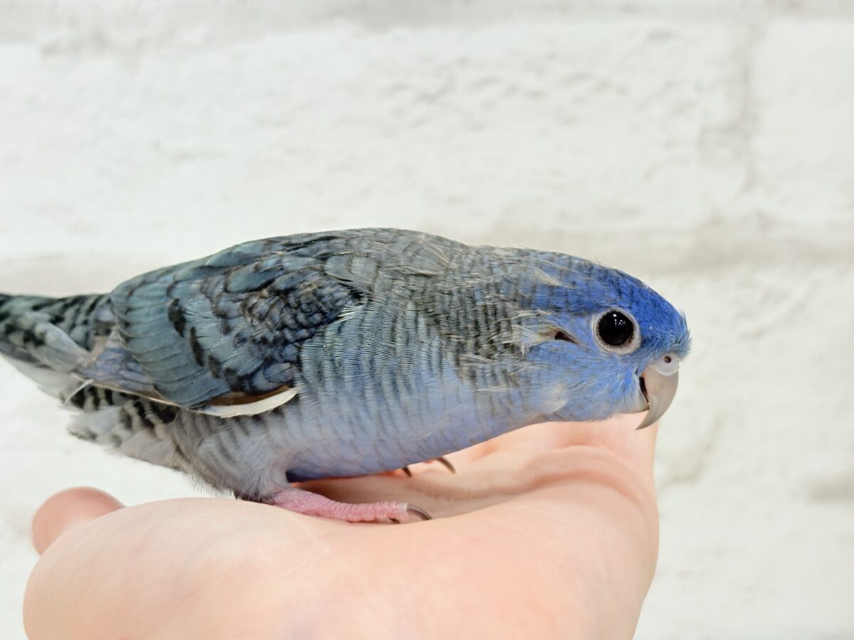 サザナミインコ
