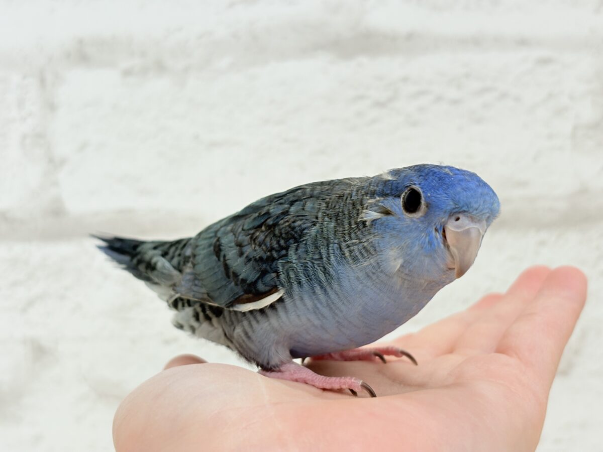 【最新画像更新🪄もうすぐひとり餌☆】ほわわわ☁️わた毛博士ちゃん🐣💙サザナミインコ(コバルト) ヒナ サザナミインコ