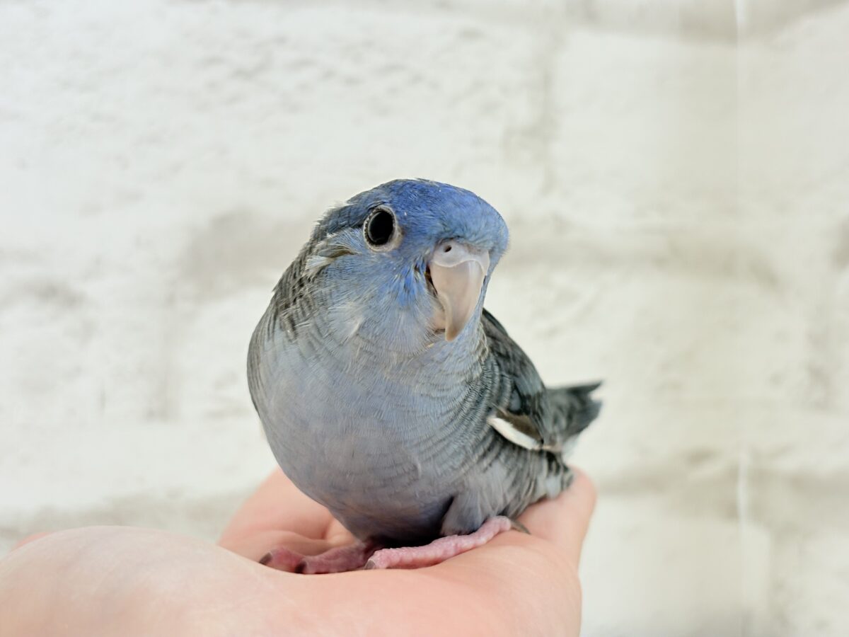 サザナミインコ
