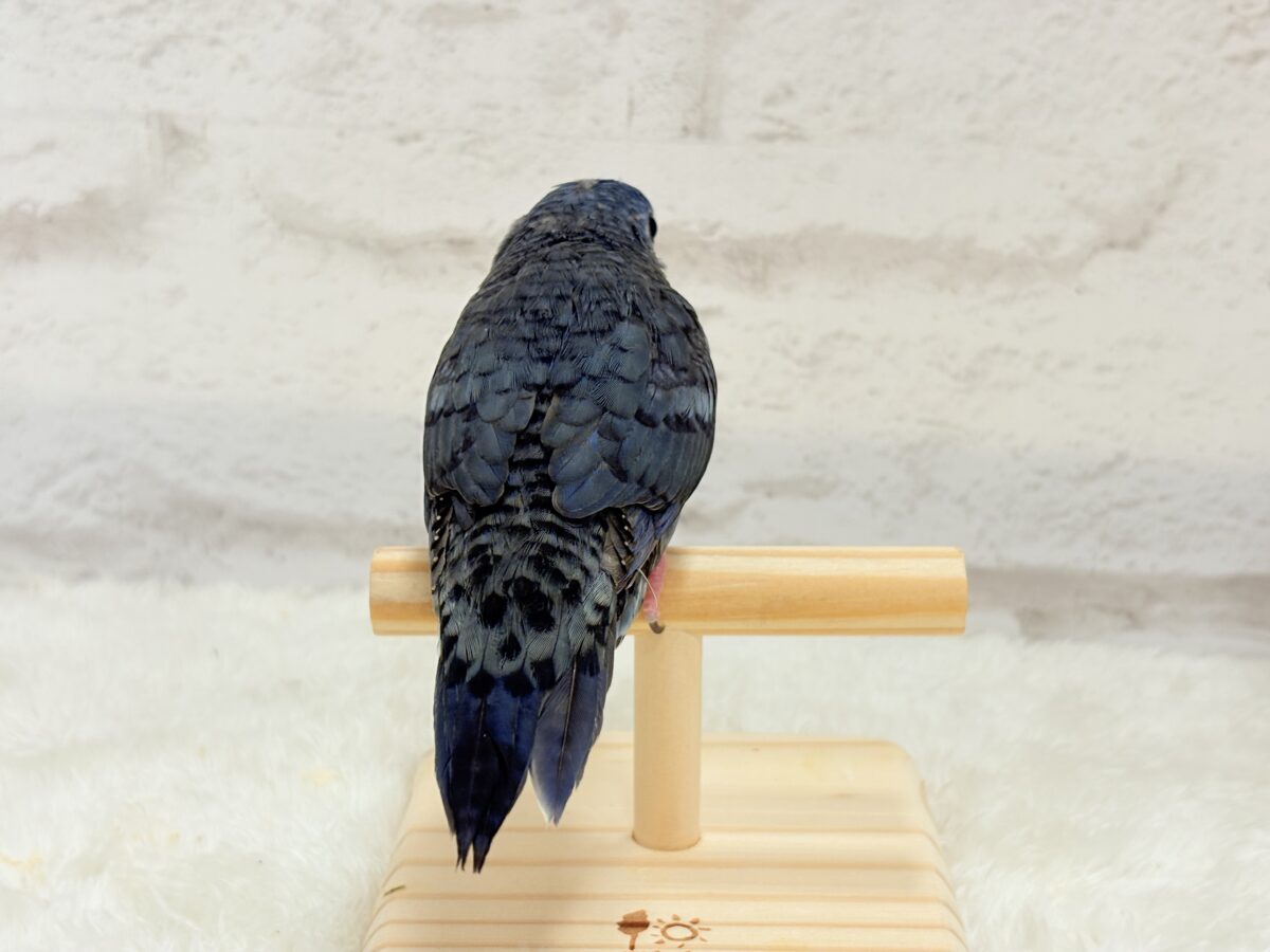 サザナミインコ