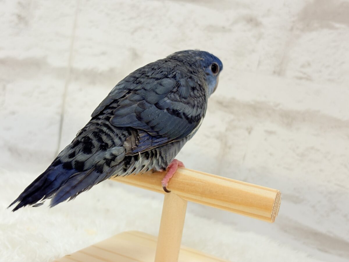 サザナミインコ