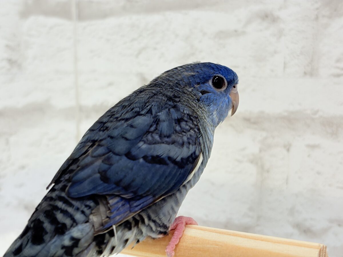 【最新画像更新🪄もうすぐひとり餌☆】ほわわわ☁️わた毛博士ちゃん🐣💙サザナミインコ(コバルト) ヒナ サザナミインコ