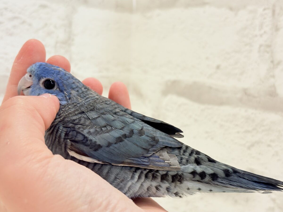 サザナミインコ