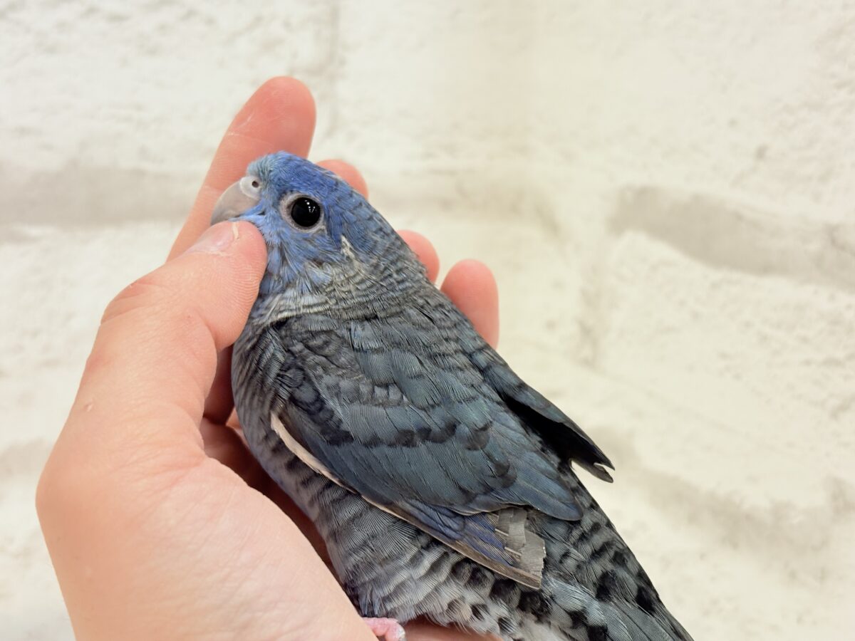 サザナミインコ