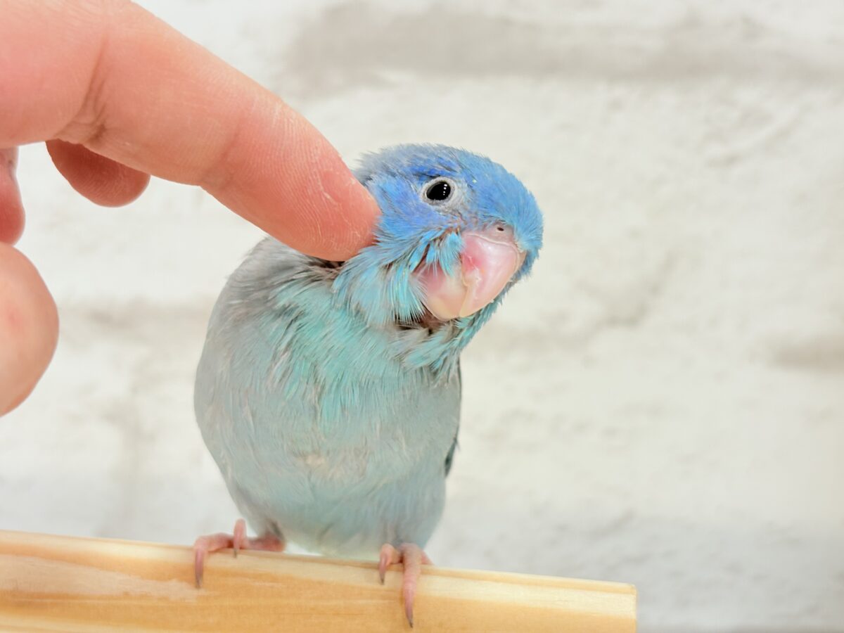 マメルリハ