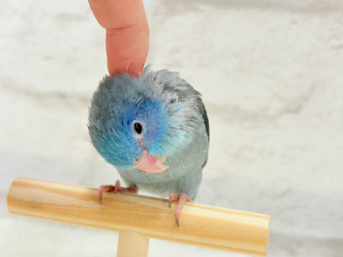 マメルリハ