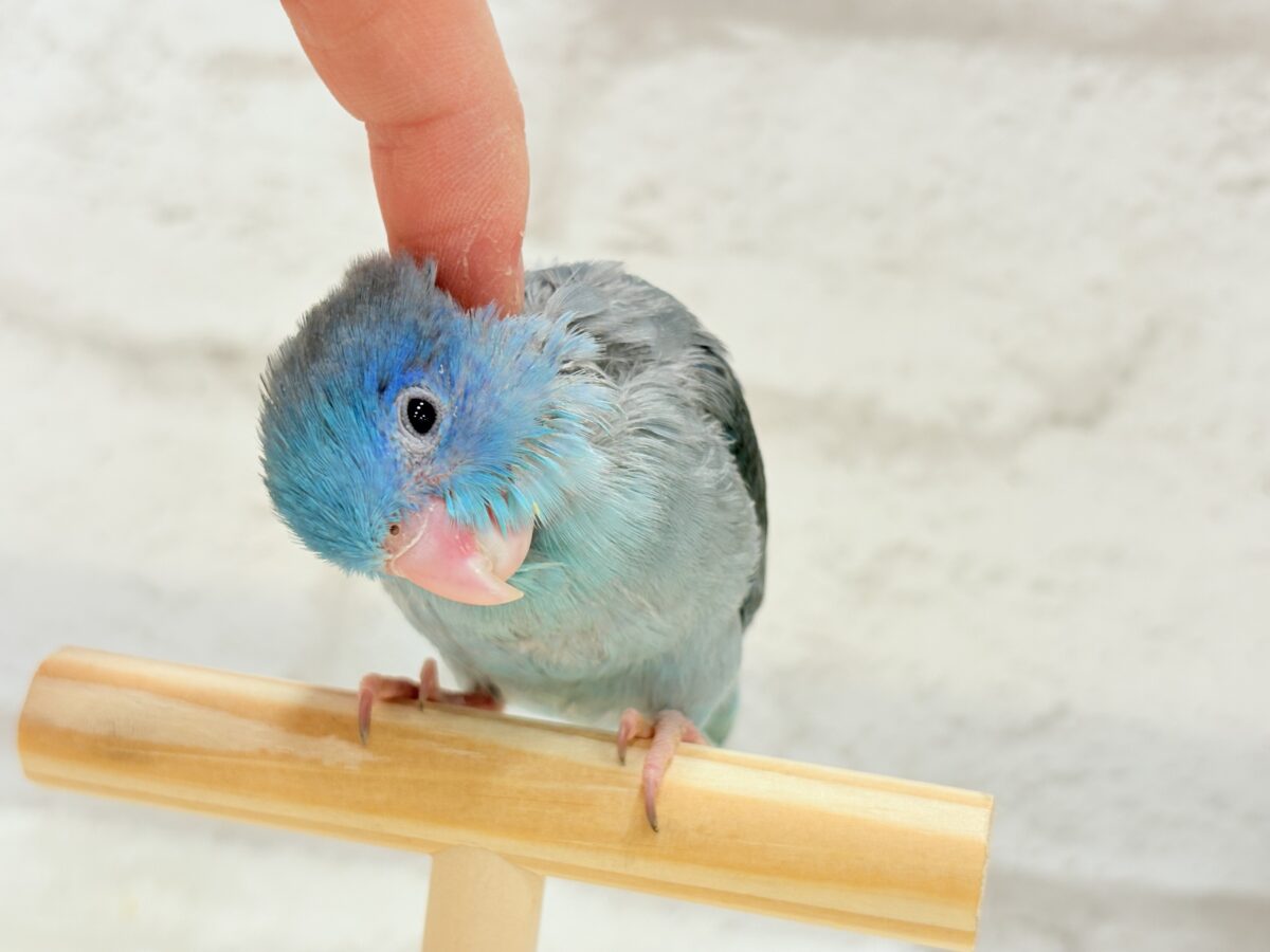 【最新画像更新🪄】お腹が減ると恐竜だっ🦕⋆͛マメルリハ(ブルー) 男の子 ヒナ マメルリハ