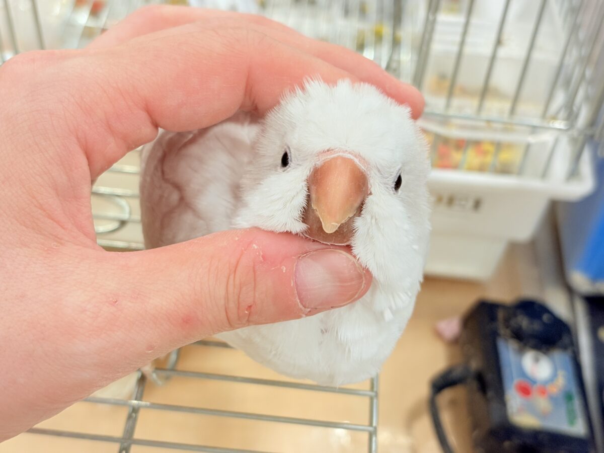 オキナインコ