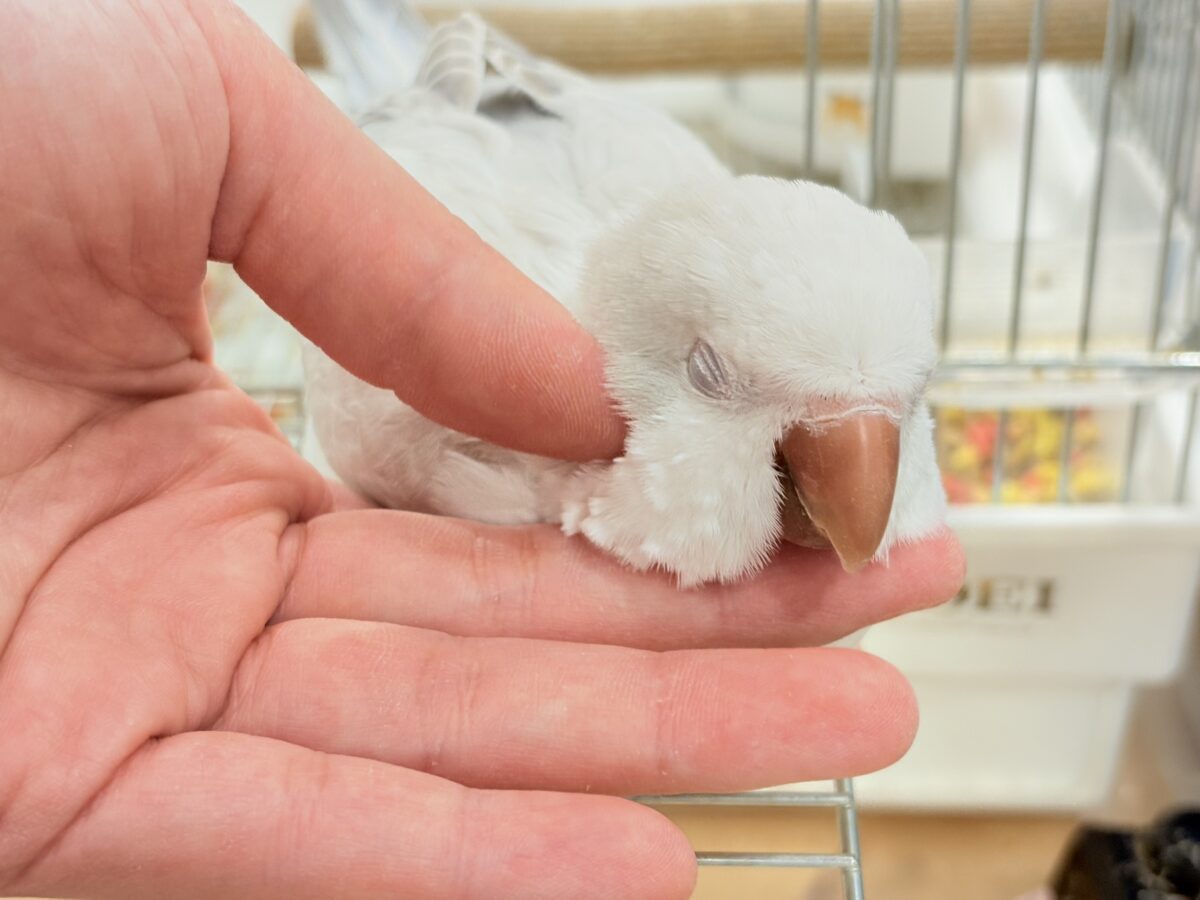 オキナインコ