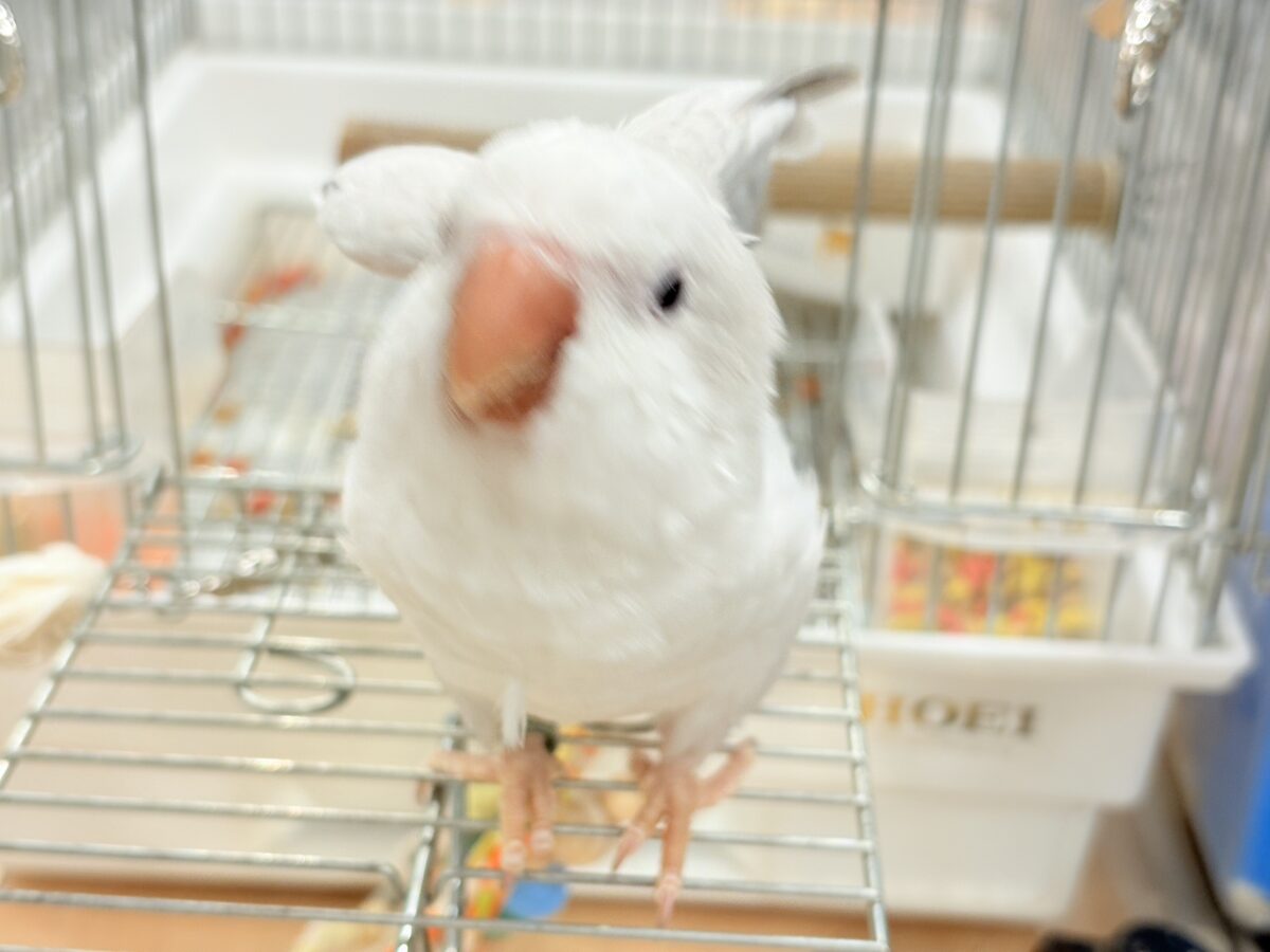 オキナインコ