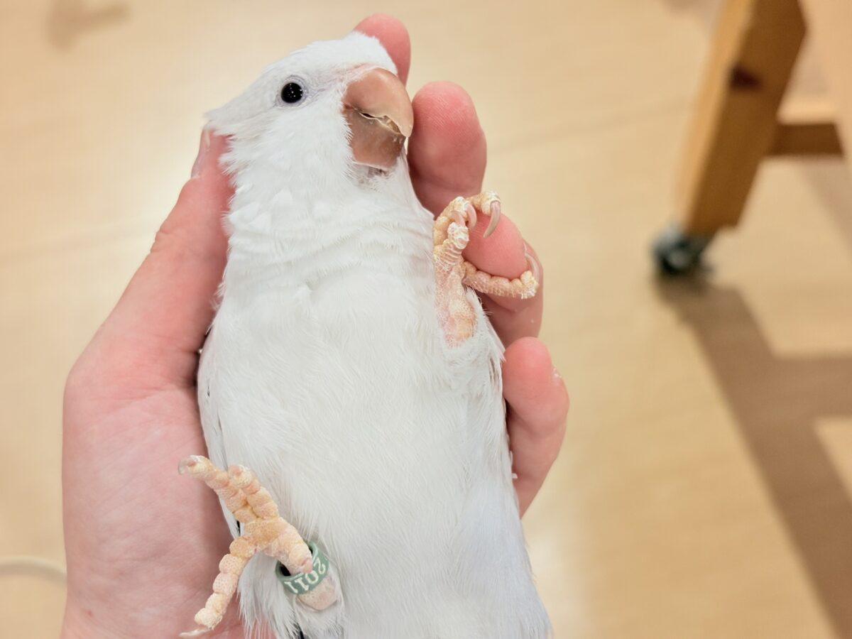 オキナインコ