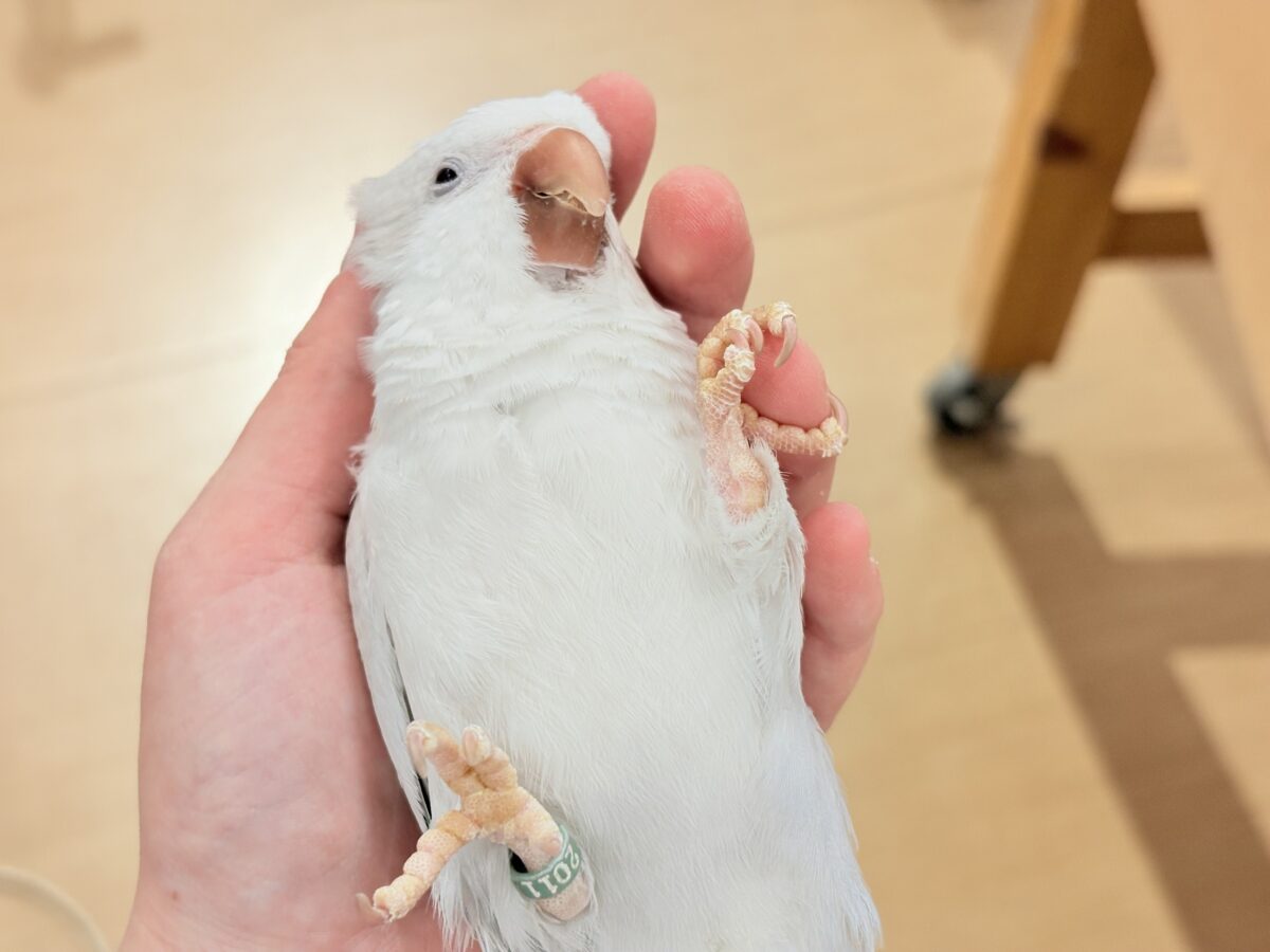 オキナインコ