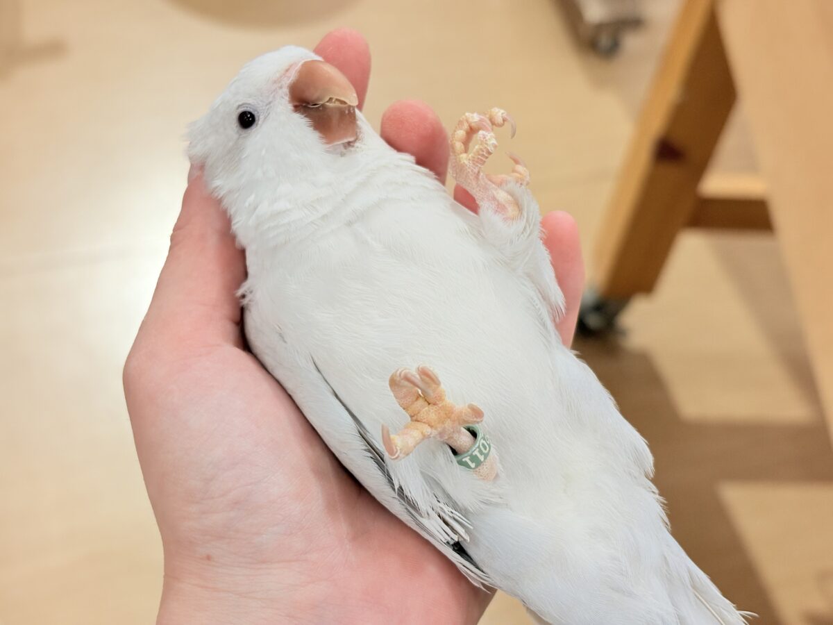 オキナインコ