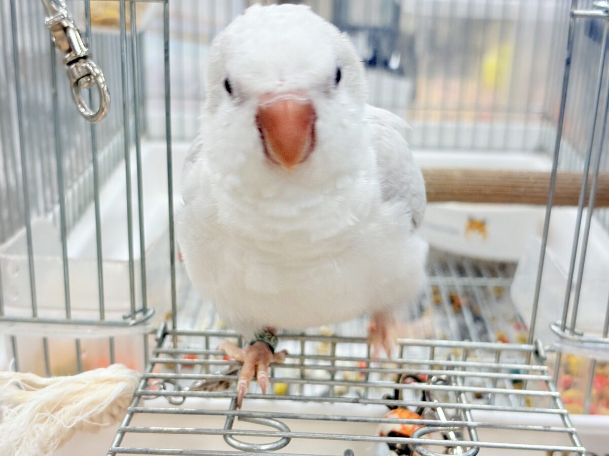 オキナインコ
