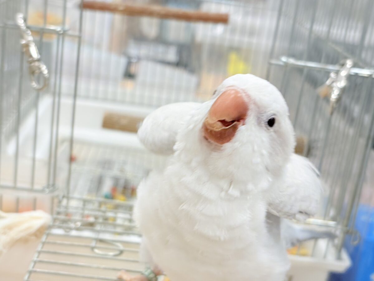 オキナインコ