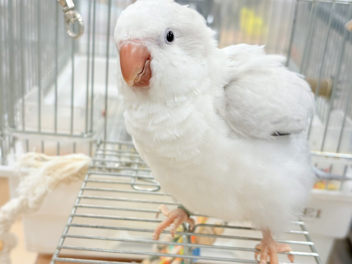 オキナインコ