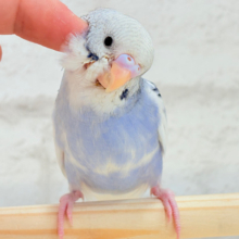 【最新画像更新🪄もうすぐひとり餌‪☆】わた毛たっぷり♡もこもこちゃん♡セキセイインコ(パイド) ヒナ