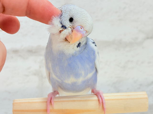 【最新画像更新🪄もうすぐひとり餌☆】わた毛たっぷり♡もこもこちゃん♡セキセイインコ(パイド) ヒナ セキセイインコ