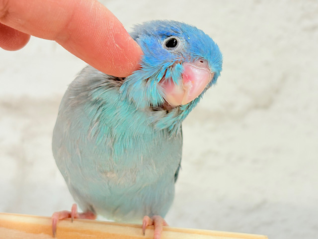 【最新画像更新🪄】お腹が減ると恐竜だっ🦕⋆͛マメルリハ(ブルー) 男の子 ヒナ