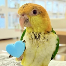 【最新画像更新🪄もうすぐひとり餌‪☆】元気印🪅みかん頭の甘えんぼ🍊💖シロハラインコ ヒナ