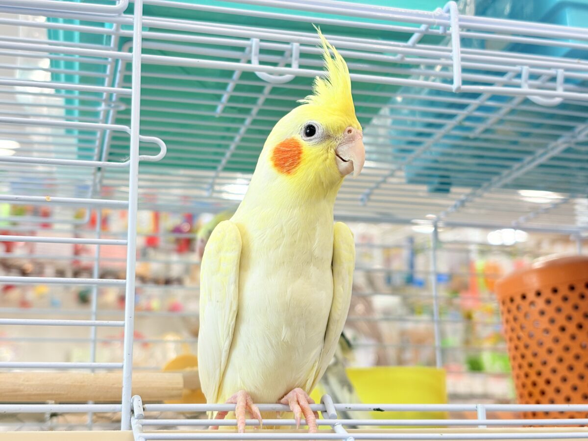 背中の模様と可愛いお顔が目印🐥🌼オカメインコ(ルチノーパール) オカメインコ