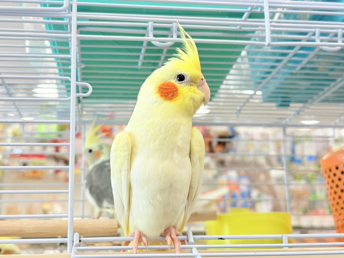 背中の模様と可愛いお顔が目印🐥🌼オカメインコ(ルチノーパール) オカメインコ