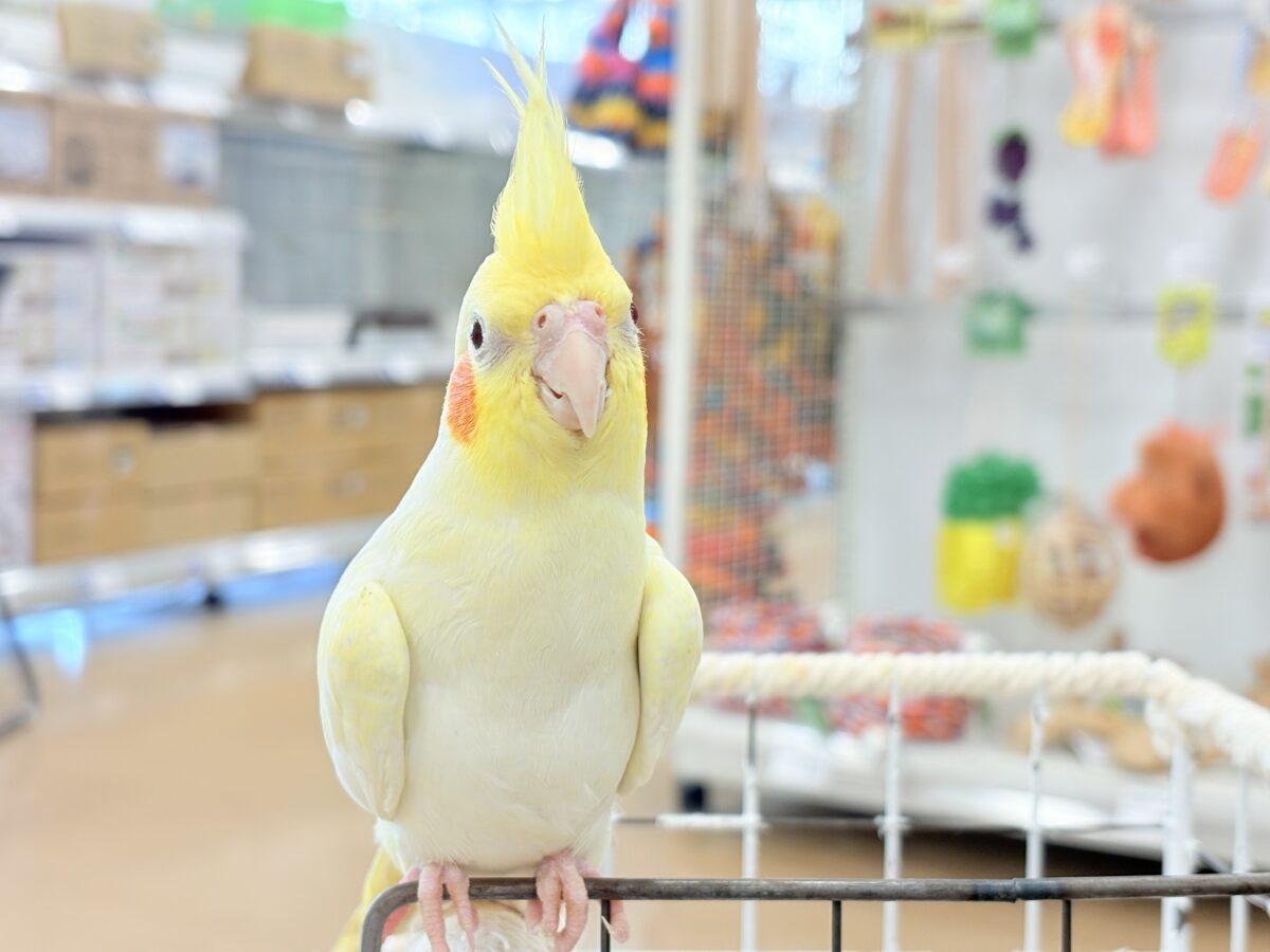 背中の模様と可愛いお顔が目印🐥🌼オカメインコ(ルチノーパール) オカメインコ
