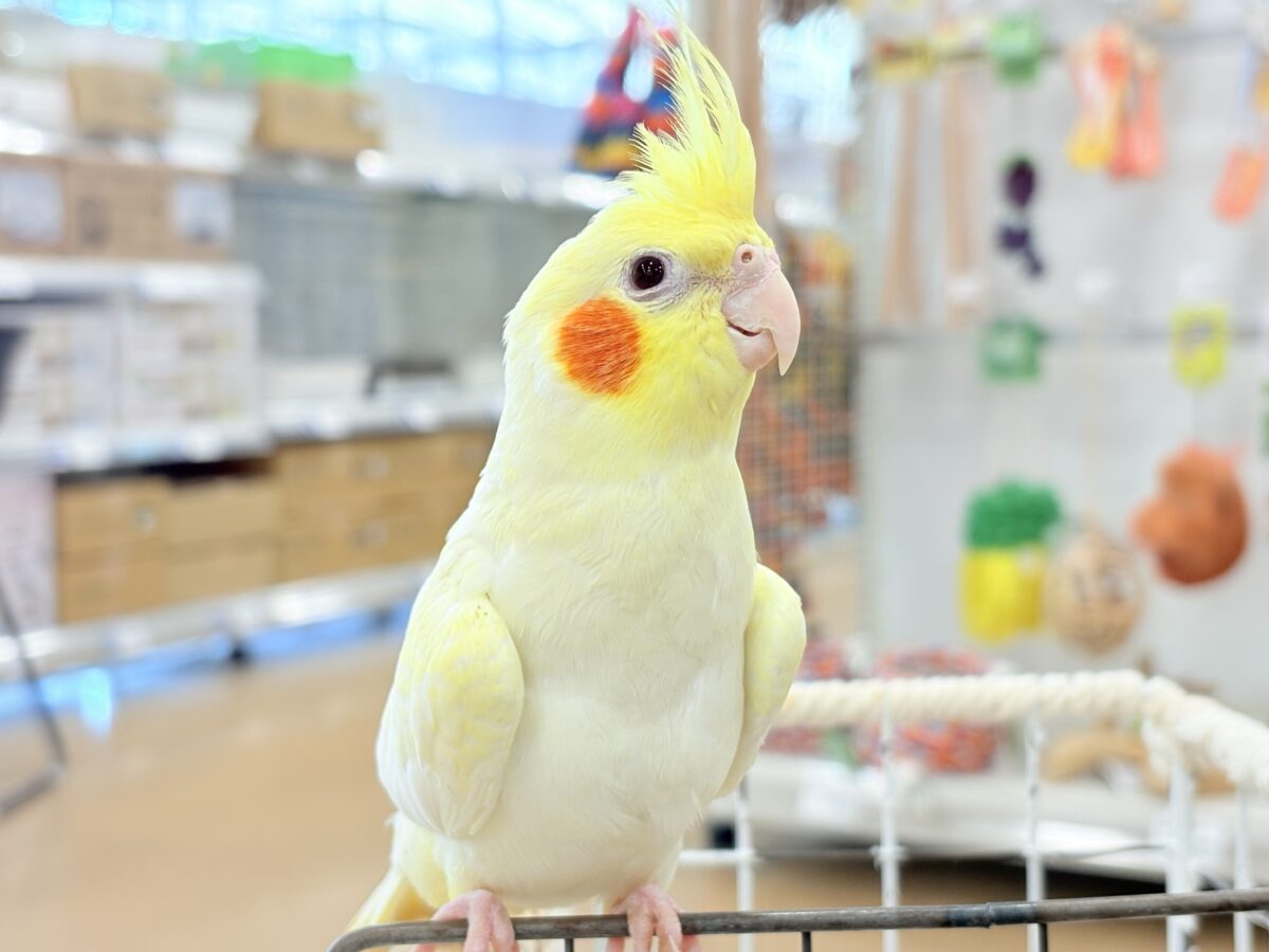 背中の模様と可愛いお顔が目印🐥🌼オカメインコ(ルチノーパール) オカメインコ