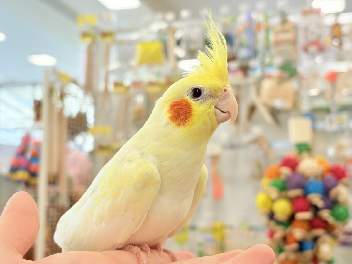 背中の模様と可愛いお顔が目印🐥🌼オカメインコ(ルチノーパール) オカメインコ