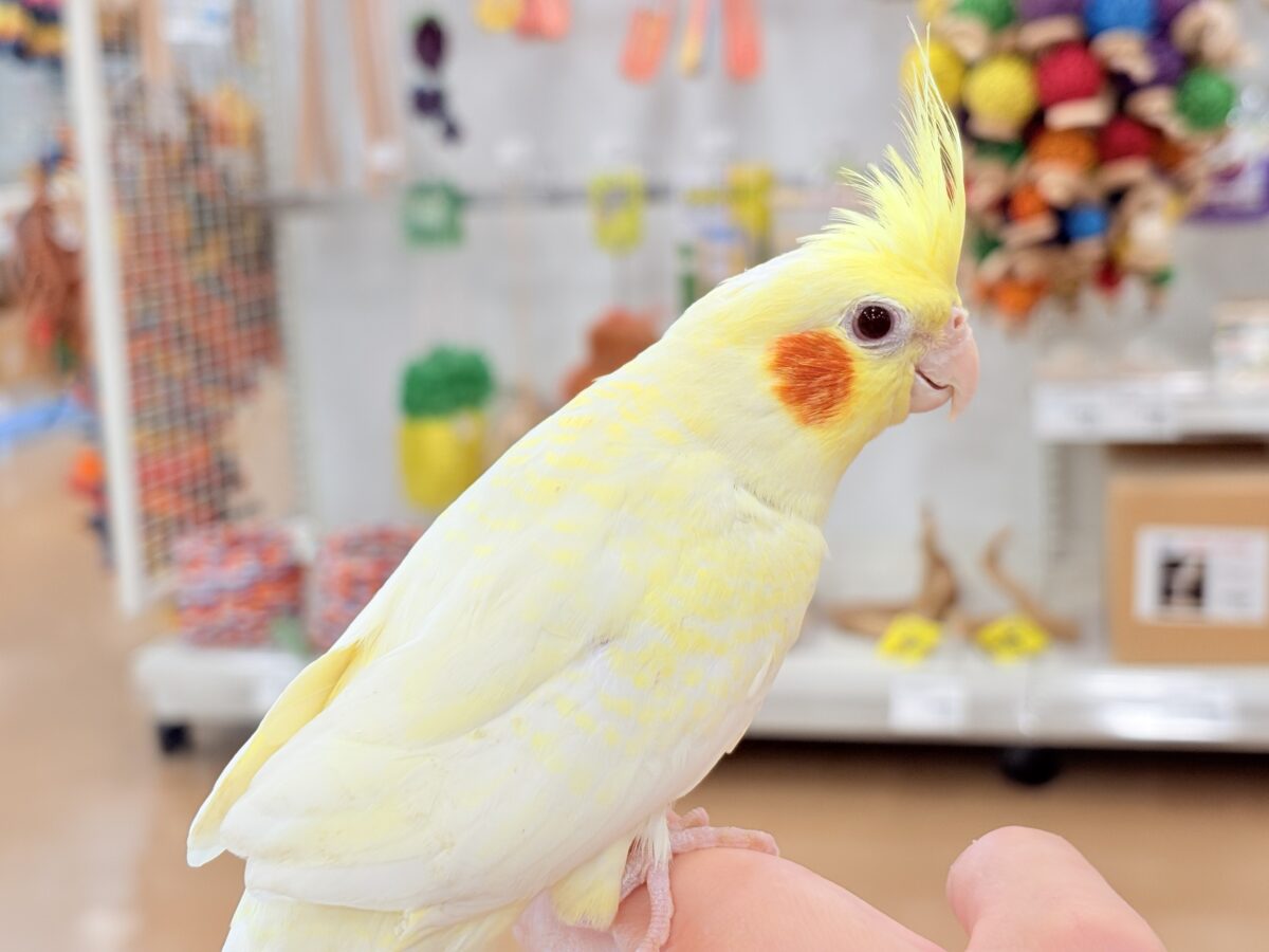 背中の模様と可愛いお顔が目印🐥🌼オカメインコ(ルチノーパール) オカメインコ