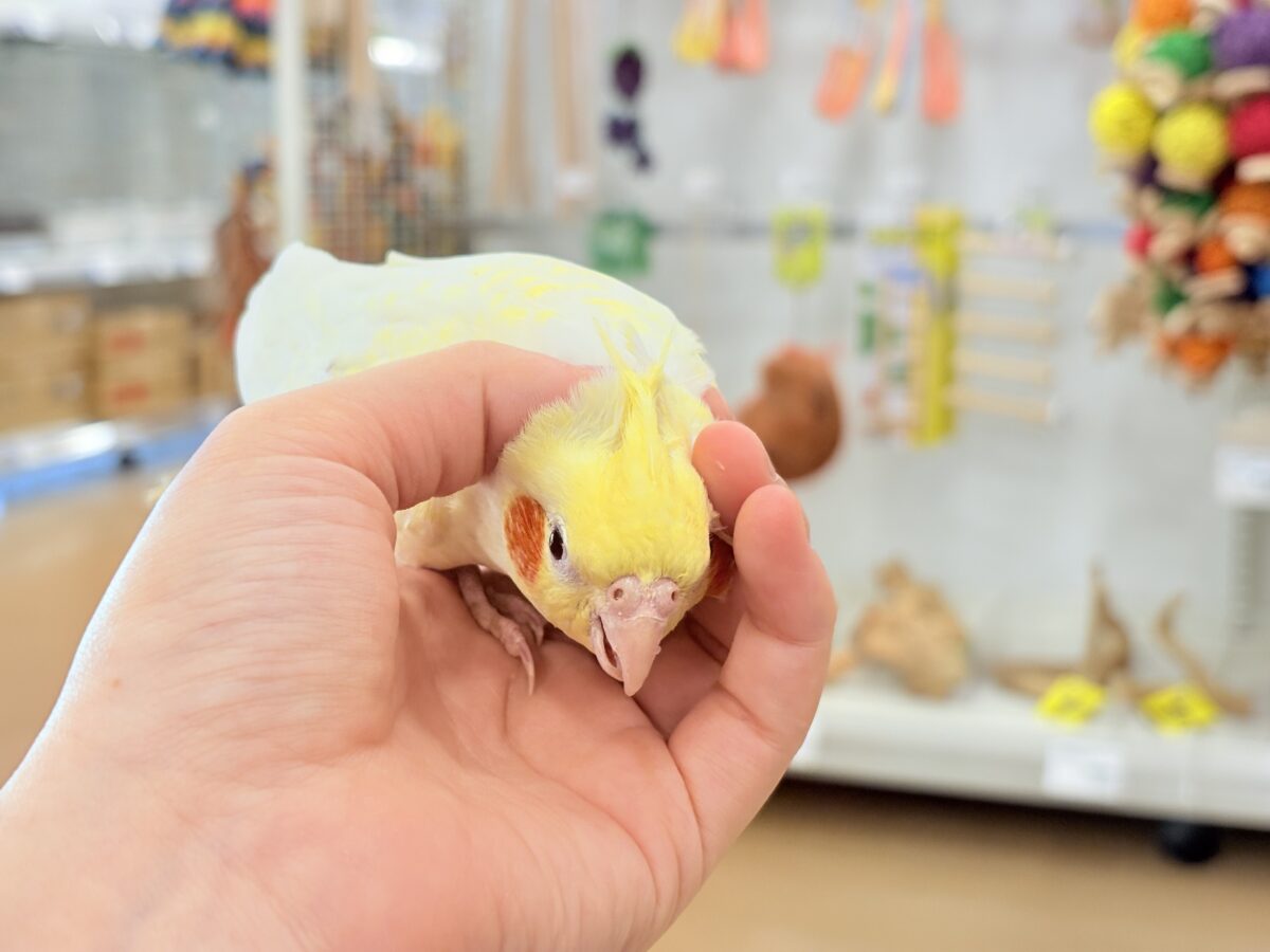 オカメインコ