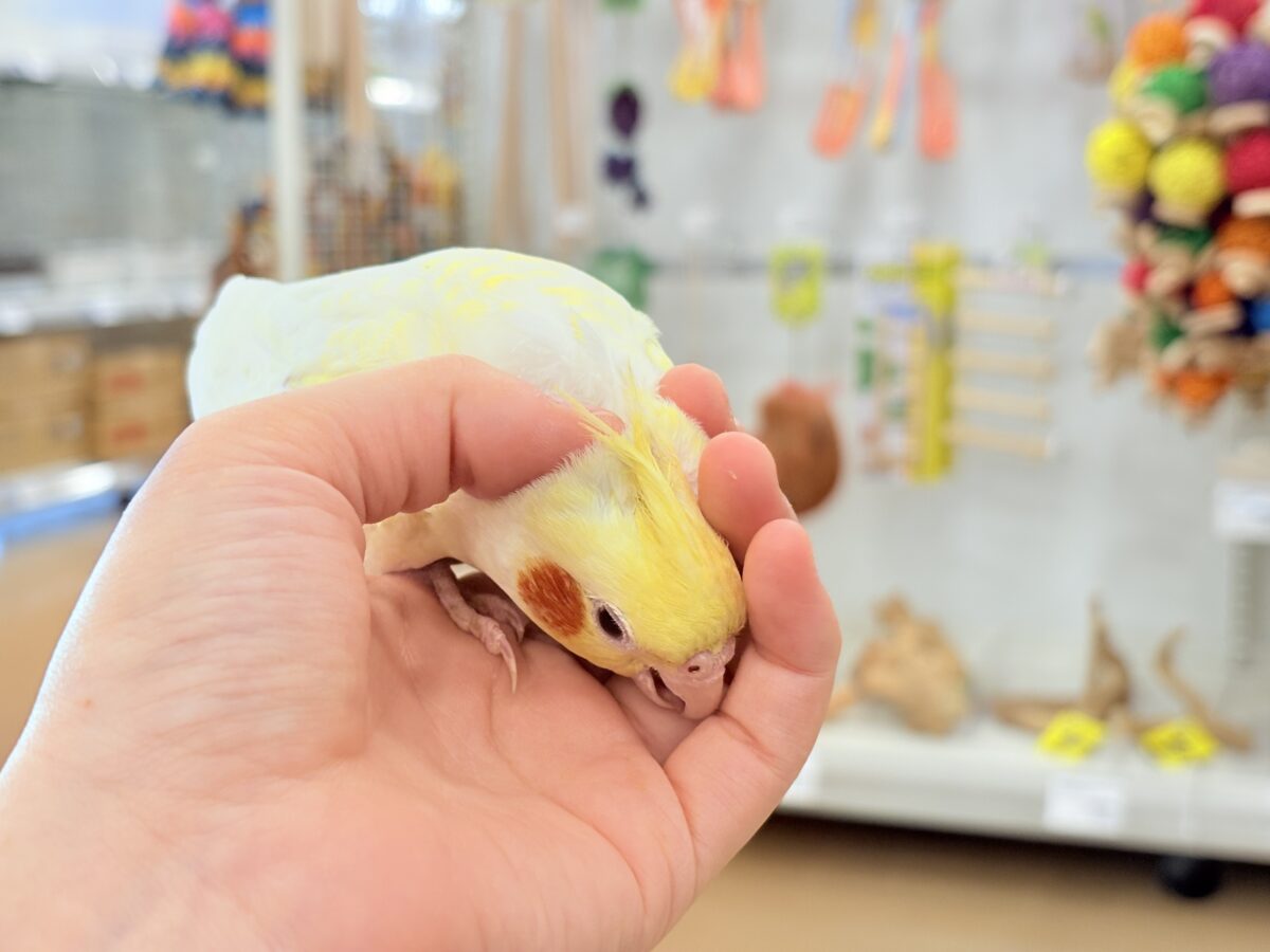 背中の模様と可愛いお顔が目印🐥🌼オカメインコ(ルチノーパール) オカメインコ