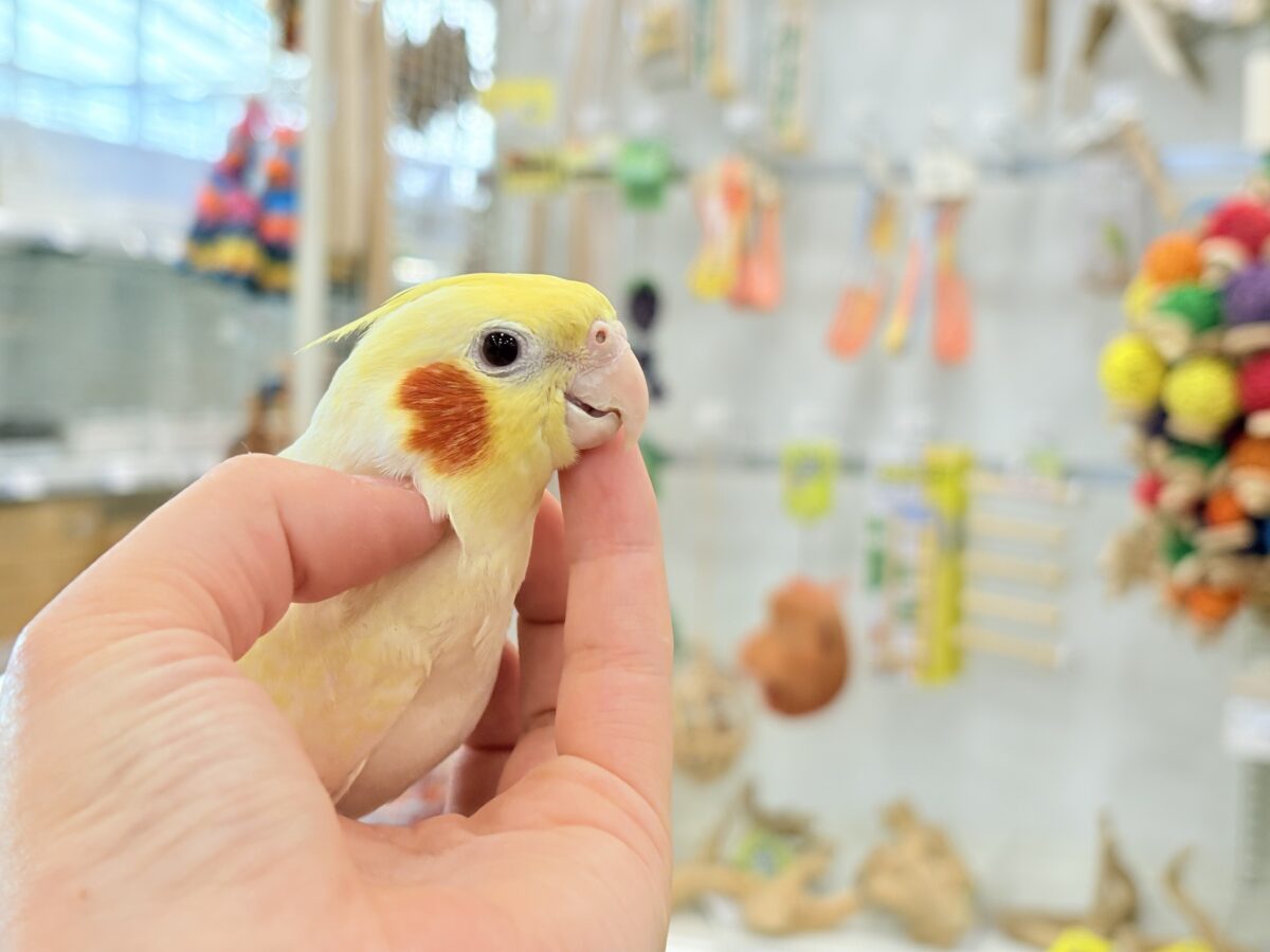 オカメインコ