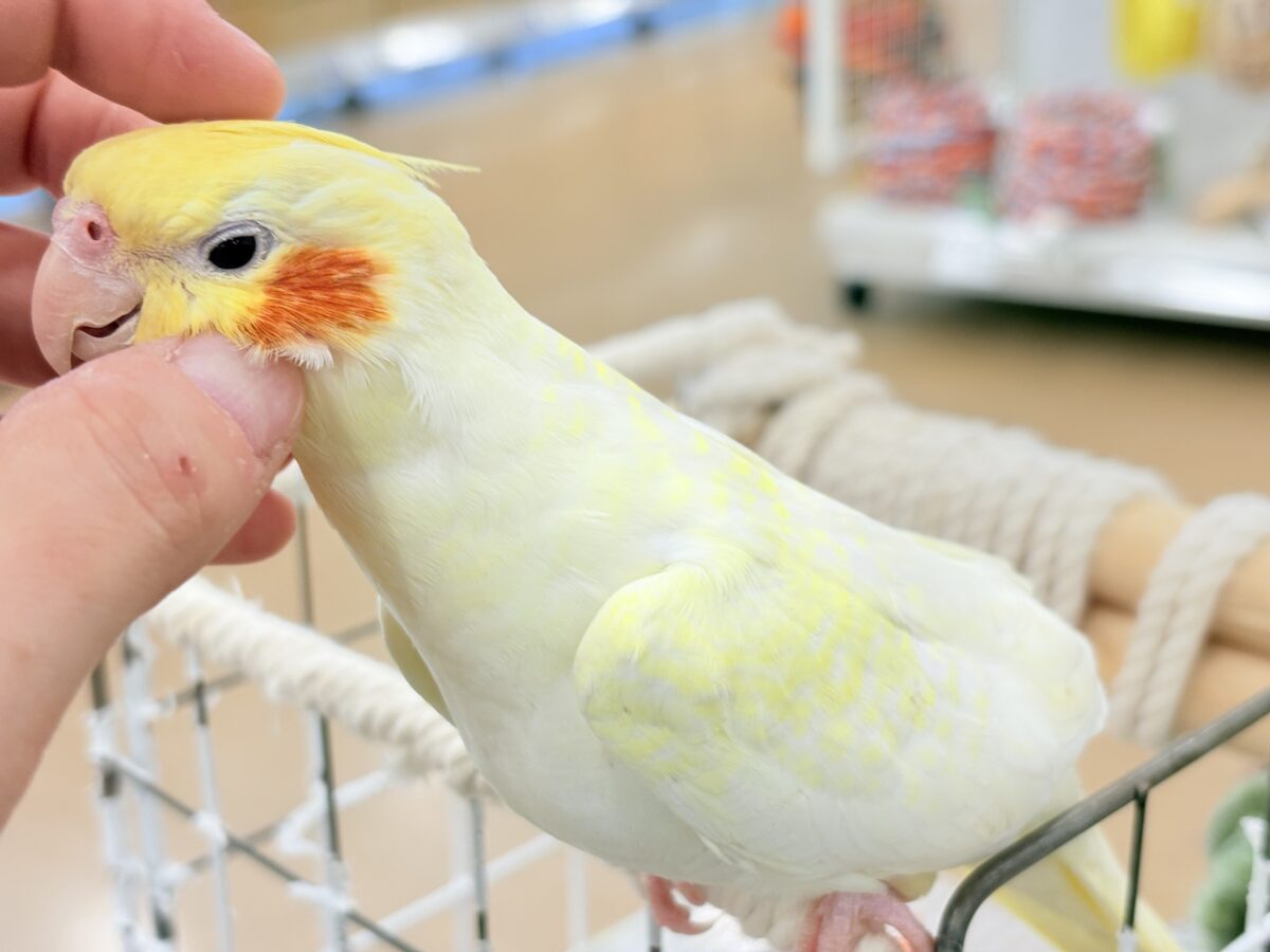 オカメインコ